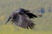 Krkavec čierny/Corvus corax